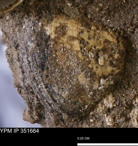 Limopsis striatopunctatus