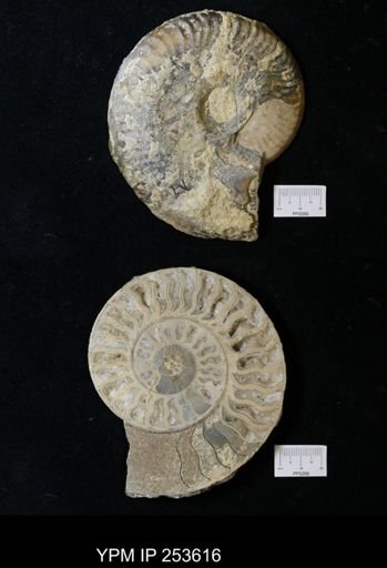Leioceras lineatum