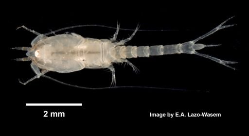 Oxyurostylis smithi