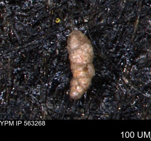 Verneuilinoides hectori