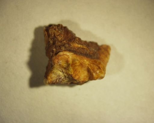 Viverravus lutosus