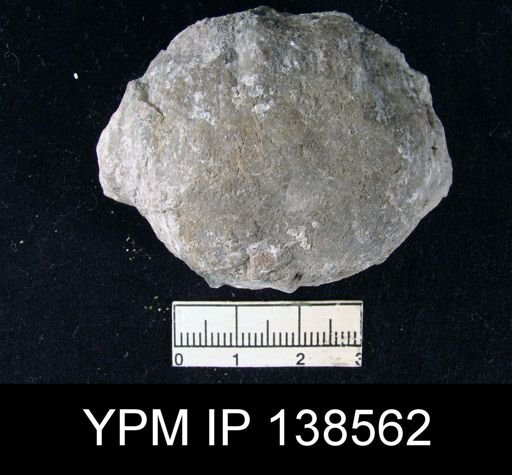 Productus (Dictyoclostus) sp.