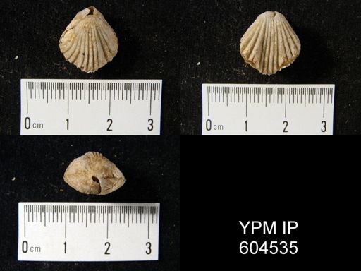 undet. Rhynchonellida