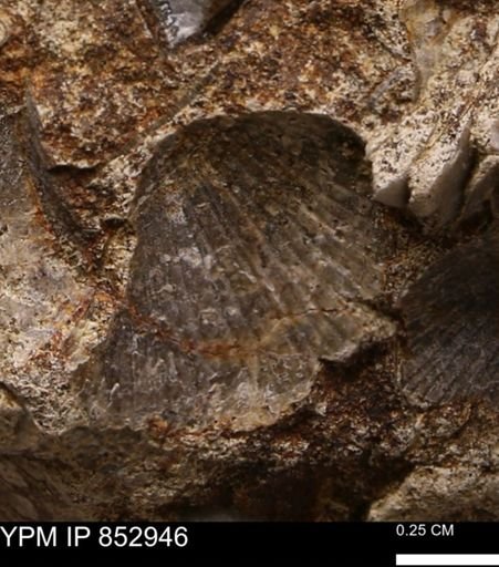 Oxytoma (Hypoxytoma) nebrascana