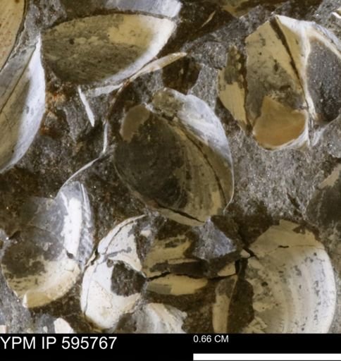 Protocardia sp.