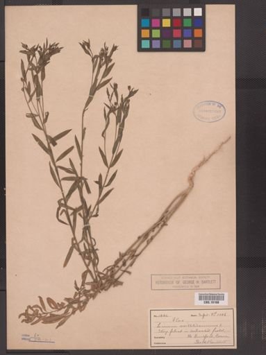 Linum usitatissimum