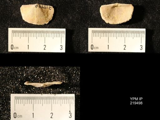 Chonetes granulifer