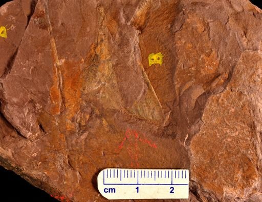 Archaeopteris obtusa