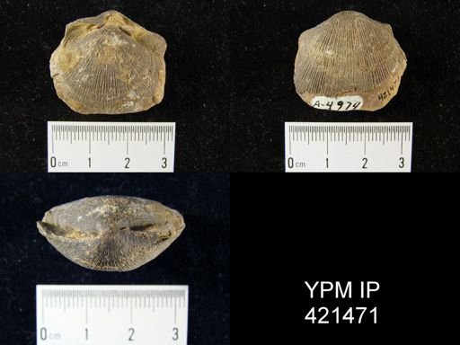 undet. Orthida