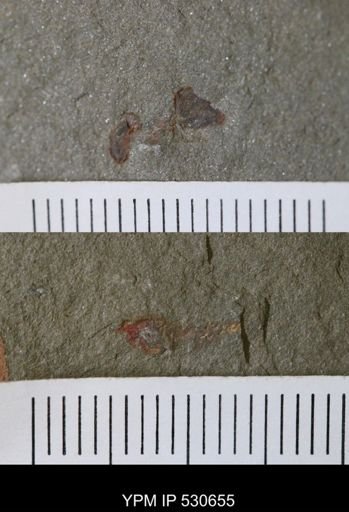 undet. Stylophora