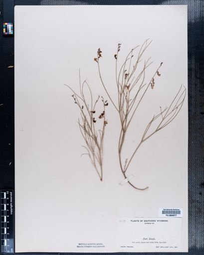 Astragalus