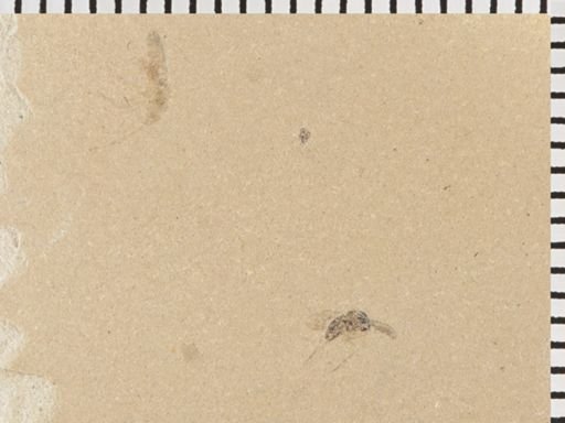 undet. Diptera