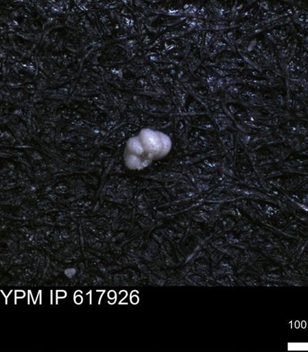 undet. Foraminiferida