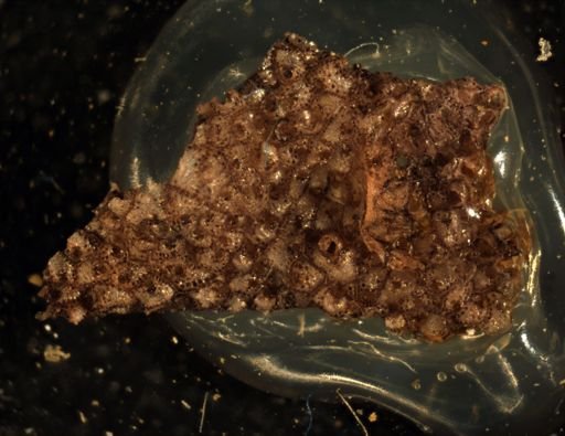 Stomachetosella