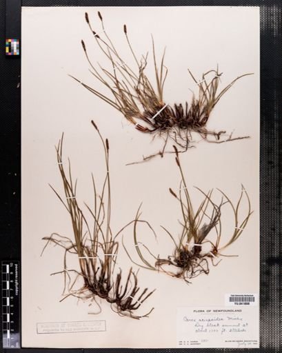 Carex scirpoidea
