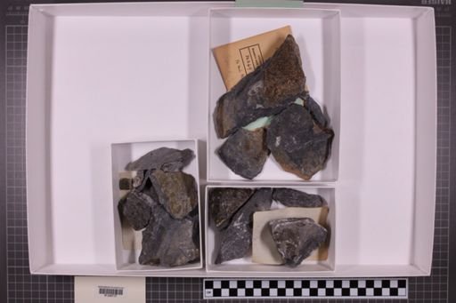 mixed taxa, stratigraphic collection