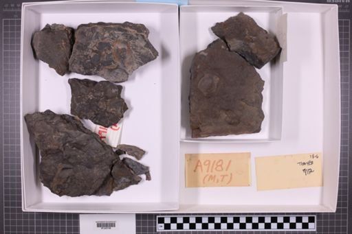 mixed taxa, stratigraphic collection