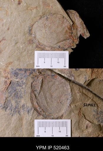 undet. Arthropoda