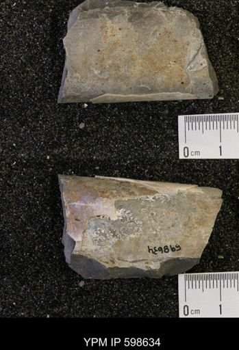 Baculites sp.