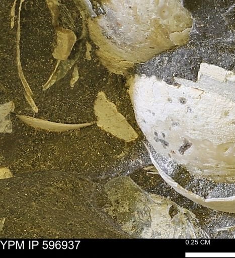 undet. Bivalvia