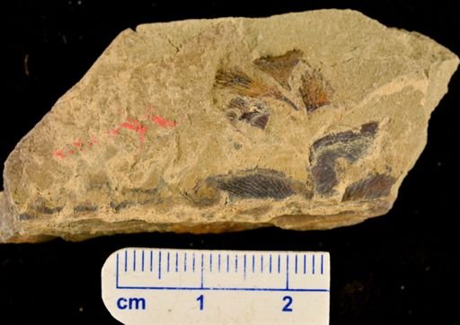 Archaeopteris