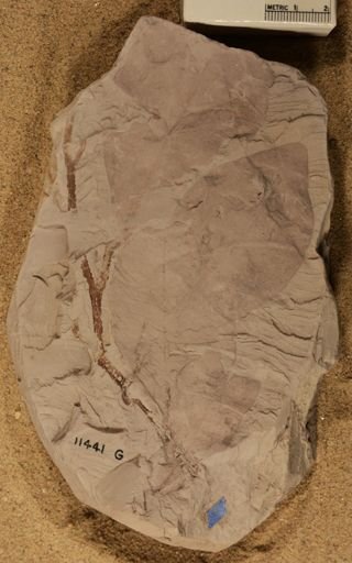 Diospyros primaeva