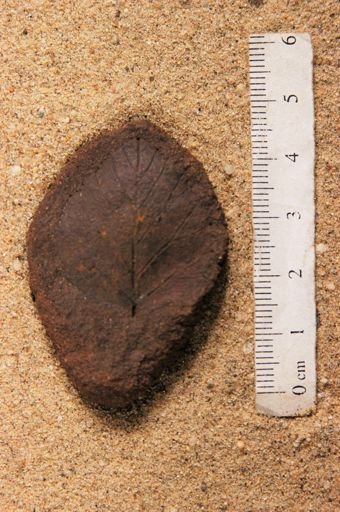 Angiospermopsida