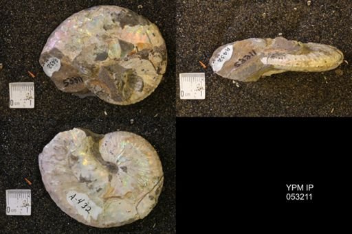Discoscaphites conradi
