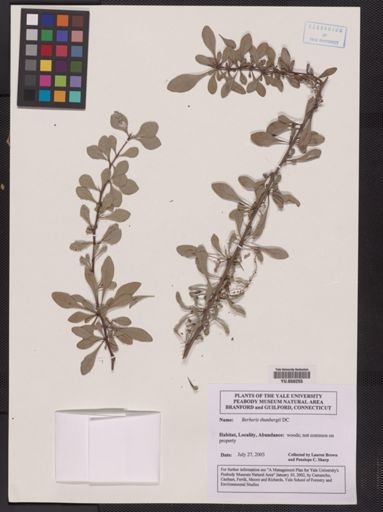 Berberis thunbergii