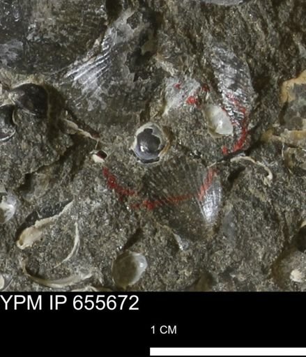 Corbulamella?