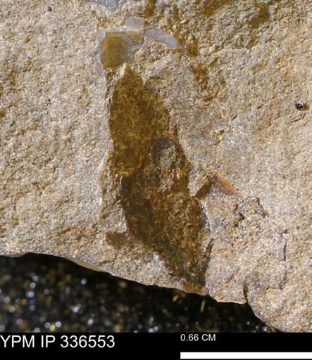 undet. Mollusca