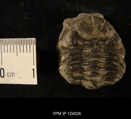 Phacops rana