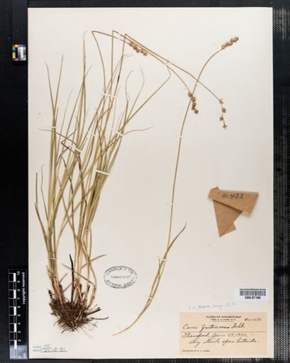 Carex festucacea
