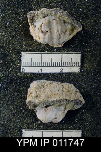 Marginifera wordensis