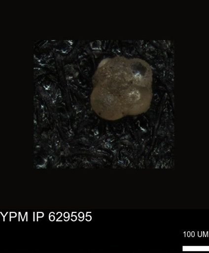 undet. Foraminiferida