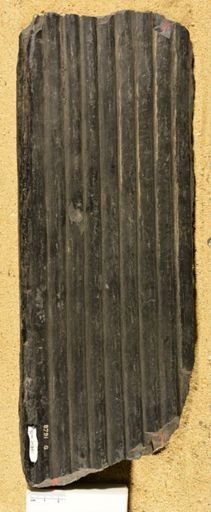 Sigillaria sp.