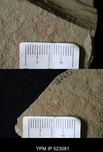 undet. Arthropoda
