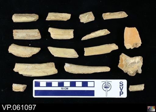 undet. Mosasauridae