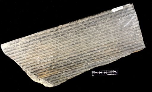 Sigillaria