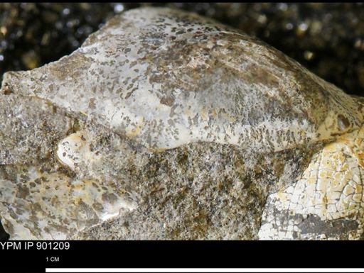 undet. Mollusca