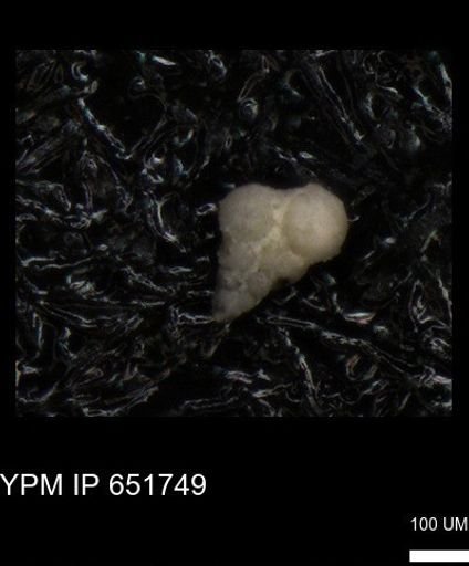 undet. Heterohelicidae