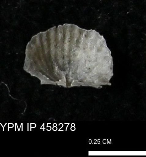 Chonetes mucronatus
