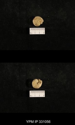 Trepospira depressa