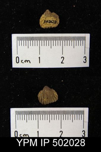 Rhynchospira sp.