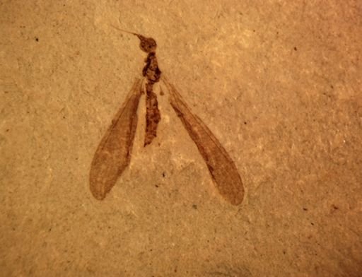 undet. Tipulidae