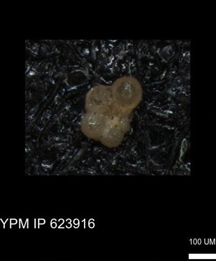 undet. Rugoglobigerinidae