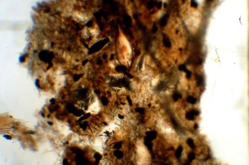 Echinodictyum dendroides