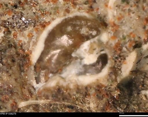 Corbulamella gregaria