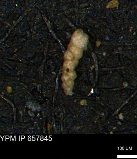 Verneuilinoides kansasensis
