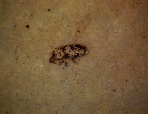 undet. Coleoptera